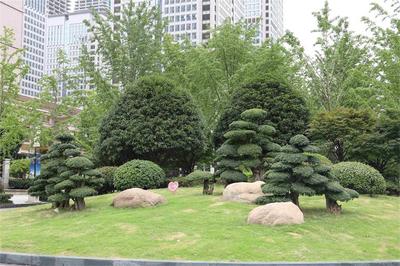 武汉对节白蜡园林景观服务至上 武汉绿林